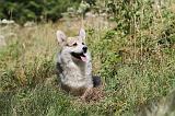 CORGI PEMBROKE 229